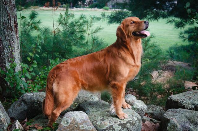 auburn golden retriever puppies